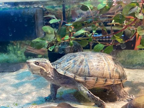 #muskturtle Mud Turtle, Musk Turtle, Kate Green, Aquatic Turtles, Turtles, Different Types, Diet, Green, Animals