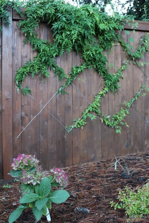 Add Wonderland Whimsy to Your Outdoor Space With This Trellis | Apartment Therapy Fence With Vines, Simple Fence, Oak Knoll, Espalier Fruit Trees, Tudor Revival, Diy Trellis, Trailing Plants, Digital Storytelling, Lattice Design