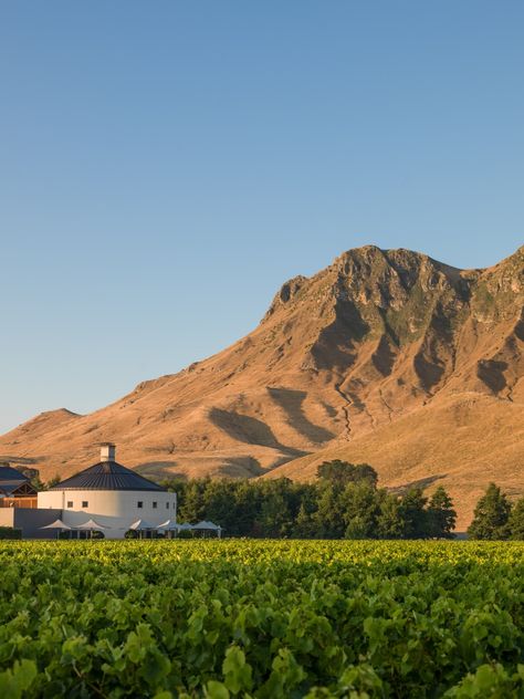 Views across Craggy Range, vineyeard in Hawkes Bay up to #TeMata Peak. Hawkes Bay New Zealand, Nz Landscape, Hawkes Bay, Wedding 2025, Interior Aesthetic, Trotter, Summer 24, Perfect Life, Globe Trotter