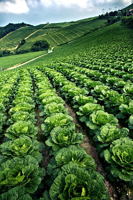 Agriculture Photography, Cabbage Plant, Commercial Farming, Vegetable Farming, Farm Lifestyle, Smart Garden, Vegetable Garden Design, Fruit Garden, Urban Farming