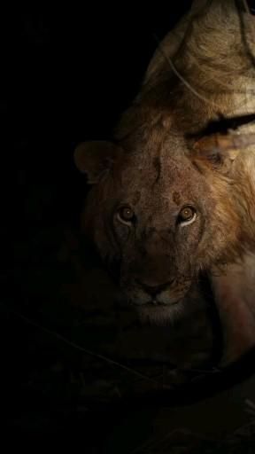 Lion in Dark from Gir jungle | FOLLOW ME 👇 | wild life photography | Lionesses | Dr Nile… [Video] | Animal photography wildlife, Lion photography, Wild animals photography Gir Lion Photography, Animals Videos Wild, Lion Roaring Video, Wild Life Photography Nature, Lion Attitude Video, Gir Jungle, Animal Videos Wild, Lions Videos, Lion Videos King