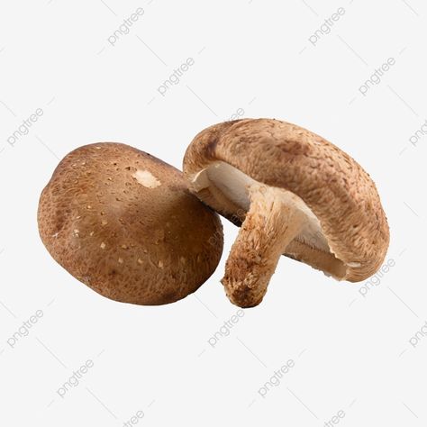 Mushroom Background, Mushroom Png, Mushroom Clipart, Mushroom Pictures, Shiitake Mushrooms, White Mushrooms, Transparent Image, Shiitake Mushroom, Racquet Sports