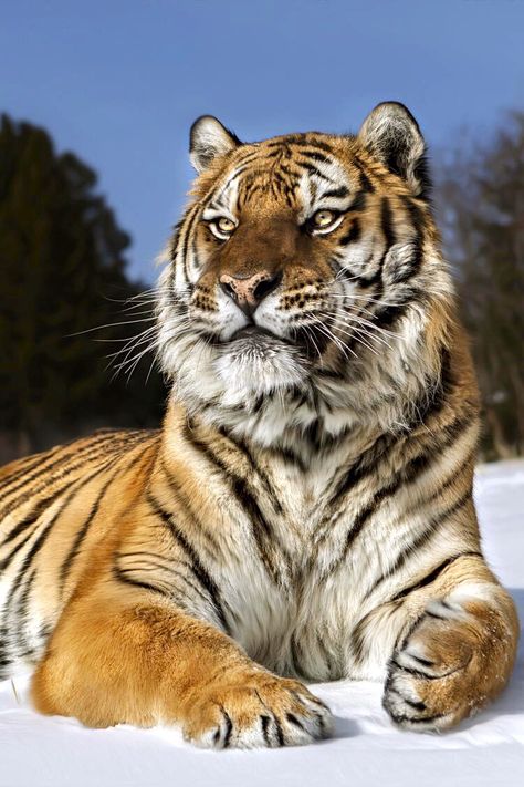 Tigre Save The Tiger, Tiger Pictures, Exotic Cats, Big Cats Art, Siberian Tiger, Lion Pictures, Majestic Animals, Cat Family, A Tiger