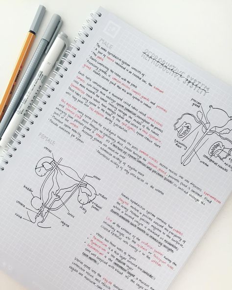 zoe studies signing out on Instagram: “Excuse the poorly drawn diagrams, but here some notes on the basics of the reproductive system. There’s so much information to remember for…” Studie Hacks, Note Ideas, College Notes, Bullet Journal Notes, Medical School Studying, School Organization Notes, Science Notes, Biology Notes, Study Organization