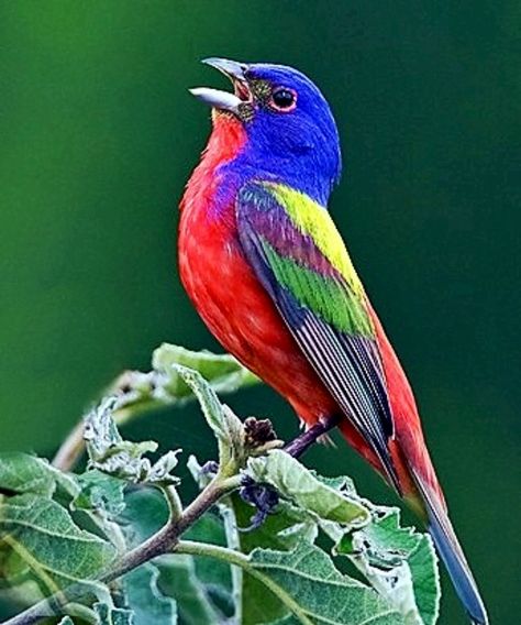 ❤️Painted Bunting; this gorgeous bird is native to the American south and Central America. It is Near Threatened, due to habitat loss. Colourful Feathers, Painted Bunting, Song Birds, Bird Photos, Kinds Of Birds, Bird Watcher, Colorful Bird, Nature Birds, All Birds