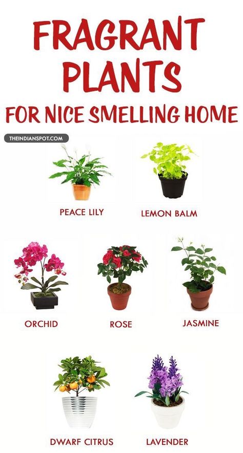 ن�باتات منزلية, Fragrant Plant, Inside Plants, Indoor Gardening, House Plants Indoor, Cool Plants, Plant Life, Indoor Garden, Plant Decor