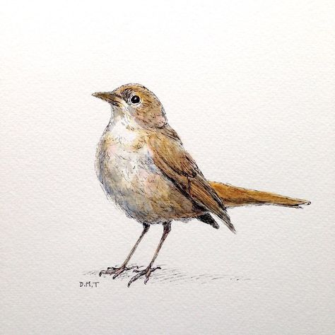 Common Nightingale Nightingale Bird, Art Pen, Drawing Websites, Happy Drawing, Daily Drawing, Pen And Watercolor, Bird Drawings, Nightingale, Reference Images