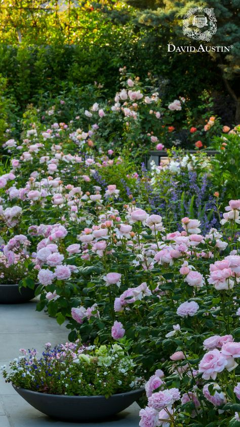 Transform your garden with a tapestry of beautiful roses knitted together to form a quintessentially English rose hedge. Blooming all summer through to the first frost, rose hedges are not only charming and fragrant but also create picturesque divisions and protective parameters.  For added privacy, consider climbing roses to create beautiful, natural hedges and screens, for inspiration visit the blog on our website. Hydrangea And Rose Garden, Modern Rose Garden, Rose And Hydrangea Garden, Roses Landscape, Rose Hedge, English Rose Garden, Pruning Shrubs, Rose Garden Landscape, Rooting Roses