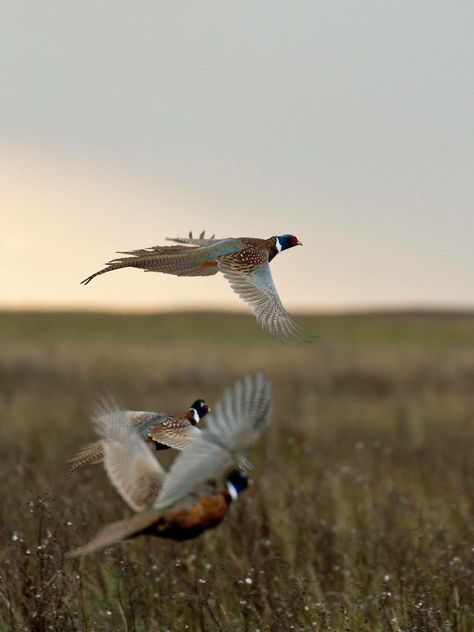 Upland Hunting, Pheasant Hunting, British Birds, Bird Hunting, Hunting Gifts, Game Birds, Pheasant, Outdoor Life, Outdoor Lifestyle