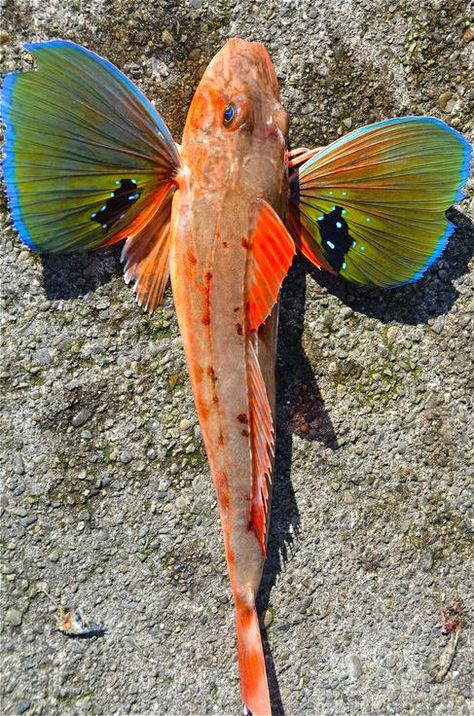 Sea Robin, also called gurnard, any of the slim, bottom-dwelling fish of the family Triglidae, found in warm and temperate seas of the world. Sea robins are elongated fish with armoured, bony heads and two dorsal fins. Their pectoral fins are fan-shaped, with the bottom few rays each forming separate feelers. These feelers are used by the fishes in “walking” on the bottom and in sensing mollusks, crustaceans, and other bottom-dwelling prey. Gurnard Fish, Sea Robin, Beneath The Sea, Water Creatures, Life Aquatic, Beautiful Sea Creatures, Water Animals, Marine Fish, Underwater Creatures