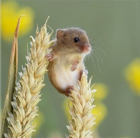 Suzanne Lepage on Twitter: "Nite nite all animal lovers 🐾💗🐾 Sweet dreams everyone 😍😴💤😘… " Regard Animal, Harvest Mouse, Regnul Animal, Cute Mouse, Wildlife Nature, Cute Animal Pictures, Hamsters, Cute Creatures, Sweet Animals