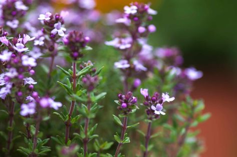 Six essential perennial herbs Modern Farmhouse Garden, Thymus Serpyllum, Thyme Herb, Thyme Flower, Thymus Vulgaris, Late Summer Flowers, Rosemary Sage, Best Perennials, English Country Style