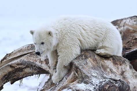 Polar Bear Fur, Polar Bear Facts, Canadian Wildlife, Fur Carpet, Animal Puzzle, Bear Cub, Animal Jokes, Exotic Pets, Polar Bear