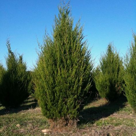 Juniperus virginiana - Eastern Red Cedar Juniperus Virginiana, Eastern Red Cedar, Cedar Waxwing, Blue Fruits, Green To Blue, Fast Growing Trees, Cedar Trees, Shade Trees, Bonsai Garden