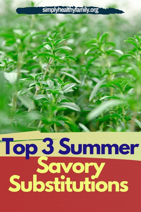 Summer savory is a favorite spice for when looking for a minty and pungent flavor. Simply Healthy Family discusses some of the health benefits when you include this herb. SHF knows that sometimes it happens that you run out of this spice just when you have a dish you want to make that includes this ingredient. We show you the top 3 suitable substitutes for summer savory that are likely in your cabinet. Read here… #summersavory #summersavorysubstitutes #summersavoryalternatives How To Dry Summer Savory, Summer Savory Herb Recipes, Sausage Spices, Food Substitutes, Summer Savory, Sausage Bake, Savory Herb, Diy Cooking, Food Substitutions