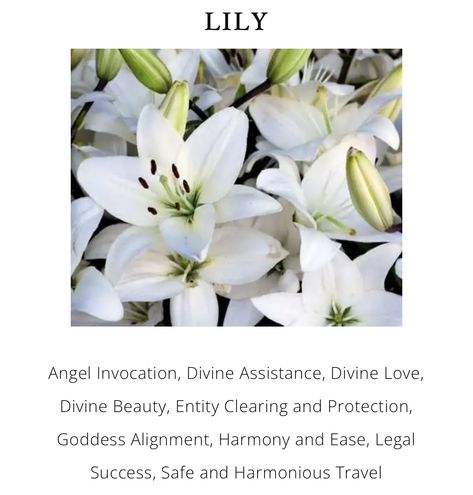 Lily Meaning, Flower Meanings, Peace Lily, Tattoo Ideas, Meant To Be, Lily, Angel, Flowers, Beauty