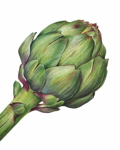 Artichoke Paintings, Color Pencil Drawings, Business Art, Food Drawings, Color Pencils, Color Pencil Drawing, Food Drawing, Color Pencil, Color Of Life