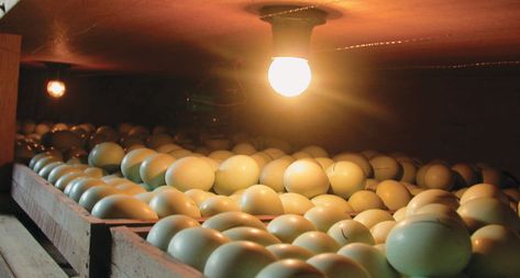 Shining light on incubating eggs leads to calmer adult chickens, a study suggests. Incubating Eggs, Homemade Incubator, Diy Incubator, Dehydrated Chicken, Chicken Incubator, Broiler Chicken, Heat Lamp, Egg Incubator, Duck Eggs