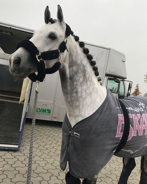 Dapple Grey Horses, Horse Riding Aesthetic, Show Jumping Horses, Cute Horse Pictures, Equestrian Aesthetic, Horses Equestrian, Horse Aesthetic, Most Beautiful Horses, Grey Horse