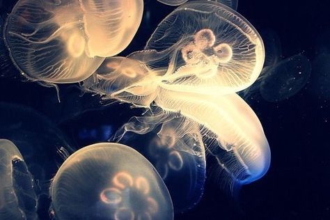 Jellyfish Hd Wallpapers Laptop, Jellyfish Twt Header, Jellyfish Medium Widget, Jellyfish Laptop Wallpaper 4k, Jellyfish Laptop Wallpaper, Jellyfish Wallpaper Desktop, Everything Is Blue, Real Mermaids, Fish Wallpaper