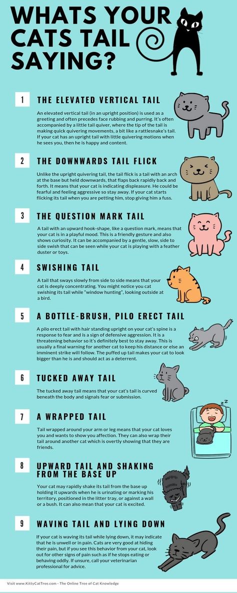 Cat Symbolism, Getting A Kitten, Kitty Pics, Cat Language, Kitty Baby, Cat Hacks, Cat Care Tips, Cute Little Kittens, Cat Parenting