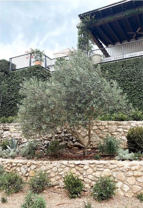 Better Late Than Never: This Backyard Reno Took an Austin Couple 12 Years to Start | Architectural Digest Austin Landscaping, Mediterranean Garden Design, House Mediterranean, Garden Goals, Spanish Garden, Mediterranean House, Camille Styles, House Backyard, Growing Gardens