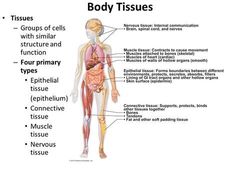 Body Tissues Tissues – Groups of cells with similar structure and function – Four primary types Epithelial tissue (epithelium) Connective tissue Muscle.> Types Of Tissue Anatomy, Body Tissues Anatomy, Esthetics Notes, Nervous Tissue, Hs Classroom, Epithelial Tissue, Serous Membrane, Exocrine Gland, Muscle System