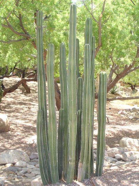 Mexican Fencepost - Horticulture Unlimited Mexican Fence Post Cactus Landscape, Windmill Landscaping, Front Flower Beds, Arizona Landscape, Mediterranean Landscaping, Landscape Plan, Plant Guide, Desert Garden, Diy Landscaping