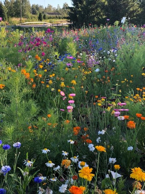 The Confidence Of Wildflowers, Wild Flower Meadow, Nothing But Flowers, Flower Therapy, Beautiful Flowers Pictures, Flowers Plants, Flower Beauty, Flower Field, Pretty Places