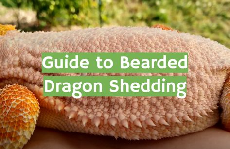 Guide to Bearded Dragon Shedding for Beginners - ReptileProfy Reptile Care, Pet Lizards, Bad Diet, Can You Help, Bearded Dragon, Bear Stuffed Animal, Lizards, How To Train Your, Pistachio