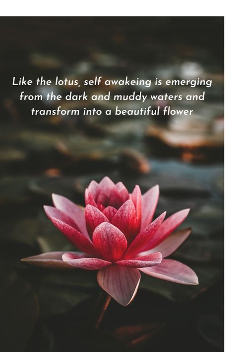 Lotus In Muddy Water, Emerge From Water, Lotus Flower Captions For Instagram, Lotus Quotes, Flower Quotes Life, Lotus Flower Quote, Lotus Quote, Lotus Meditation, Iphone Wallpaper Quotes Inspirational