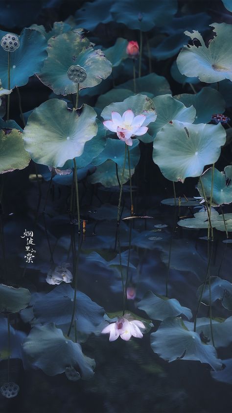 Lotus Flower Pictures, Lotus Flower Art, Reflection Photos, Propaganda Art, Computer Wallpaper Desktop Wallpapers, Beautiful Landscape Wallpaper, China Art, Ethereal Art, Pastel Wallpaper