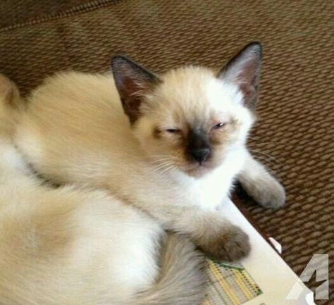 Cat Hypoallergenic, Purebred Cats, Balinese Cat, Hypoallergenic Cats, Cat Breeder, Siamese Kittens, Kinds Of Cats, Kitten For Sale, Cats For Sale