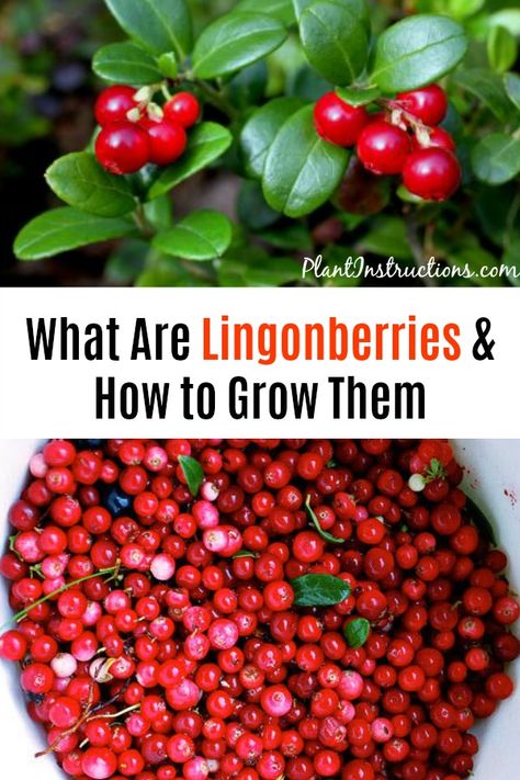 Lingonberry Plant, Raised Beds Garden, Garden Vertical, Berry Garden, Berry Patch, Tattoo Plant, Nut Trees, Berry Plants, Berry Bushes