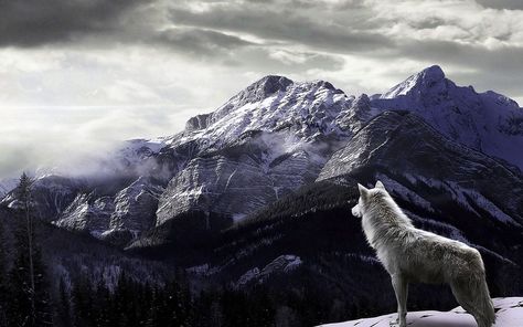 Wallpapers For PC Wolf Wolf Desktop Wallpaper Hd 1080p, Wolf Wallpaper For Laptop, Wolf Wallpaper 1920x1080, Wolves Wallpaper Backgrounds, Silver Wolf Wallpaper, Book Wallpapers, Cave Images, Pc Desktop Wallpaper, Wolf Images