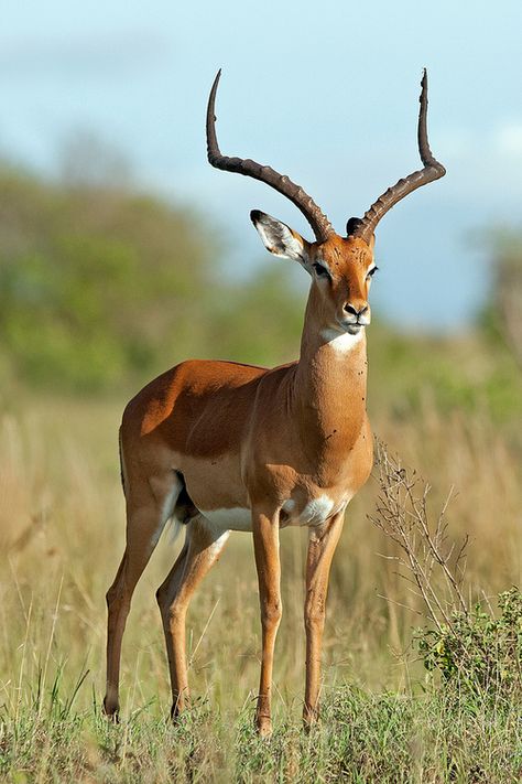 *Impala (by MAC-Kenya) Impala Animal, African Antelope, Africa Wildlife, Africa Animals, Wild Kingdom, Mule Deer, Manx, African Wildlife, Animal Games