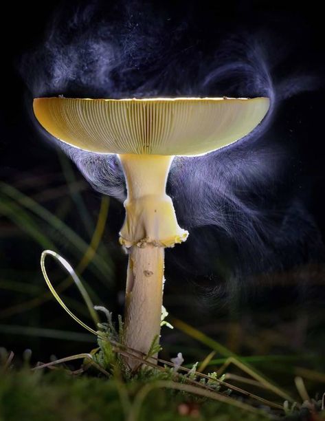 40 Unexpected Images to Mull Over - Ftw Gallery Mushroom Wonderland, Dramatic Pictures, Ghost Shrimp, Fantastic Fungi, Moonlit Garden, Mushroom Spores, Twilight Garden, Sheldrick Wildlife Trust, Forest Dark