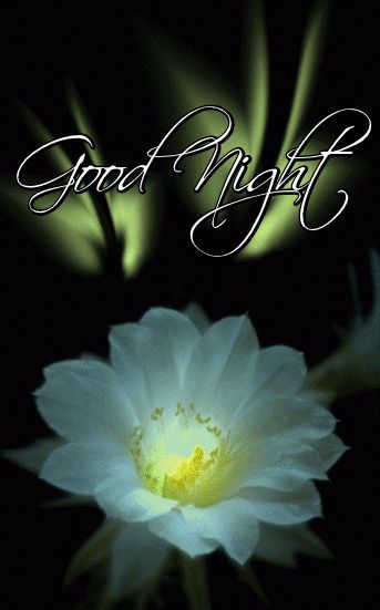 Good Night Dear Friend, Good Night Dear, Good Morning Greeting Cards, Evening Greetings, Goodnight Quotes, Beautiful Good Night Images, Good Night Flowers, Good Night Love Images, Cute Good Night