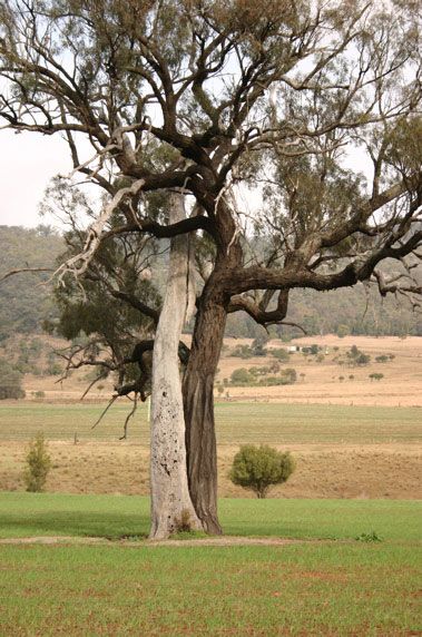 Entwined Trees, photograph, Catherine Duffy. Lightning Ridge, New South Wales, Australia  I think this is interesting because in other pictures and illustrations, I cant really tell which tree is which. In this photo, the trees are very different colors and the contrast allows me to see which branches are from which tree which creates a very interesting picture. Ridge Illustration, Ap Studio Art, Single Tree, Two Trees, New South Wales Australia, Gcse Art, Tree Sculpture, Lightning Ridge, Growing Tree