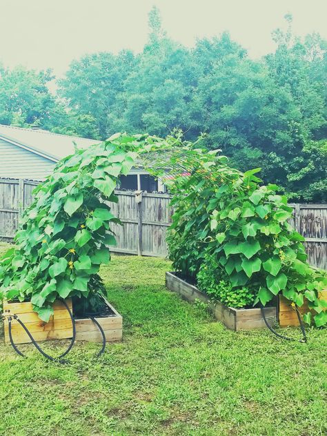 Cucumber Trellis Cucumber Garden Trellis, Cucumber Vine, Cattle Panel Trellis, Privacy Fence Landscaping, Cucumber Gardening, Vertical Garden Plants, Food Forest Garden, Permaculture Garden, Grow Garden