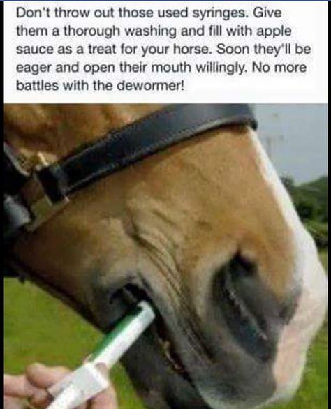 Horse Hacks, Equine Massage, Horse Farm Ideas, Riding Exercises, Horse Memes, Equine Care, Ranch Horse, Healthy Horses, Horse Information