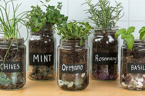 I want an entire windowsill of these in my kitchen! | Make An Adorable Herb Garden With Old Glass Jars Repurpose Glass Jars, Mason Jar Herbs, Mason Jar Herb Garden, Seed Starters, Herb Garden In Kitchen, Diy Herb Garden, نباتات منزلية, Kitchen Herbs, Indoor Herb Garden