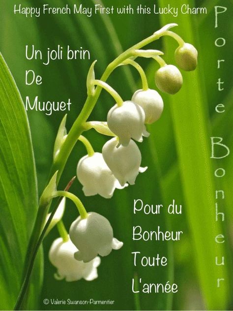 Happy Lilly of the Valley French Day 1 Er Mai Muguet, Seasonal Produce Guide, Contemporary Landscape Design, 1. Mai, Aesthetic Garden, Happy Friendship, Garden Aesthetic, In Season Produce, Ideas Garden