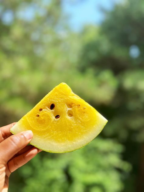 Staying hydrated with some yellow watermelon 💛 https://mindfulmixrawbar.com Watermelon Drink Aesthetic, Yellow Watermelon Aesthetic, Watermelon Otai, Fruit Aesthetic Watermelon, Eating Watermelon Aesthetic, Stay Hydrated, Watermelon, Yellow