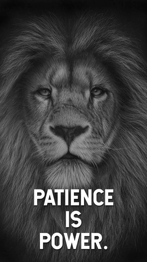 #motivation Patience Is Power Wallpaper, Patience Wallpaper, Sigma Attitude, Patience Is Power, Lion Quote, Powerful Motivational Quotes For Success, Lion Motivation, Lioness Quotes, Dangerous Quotes