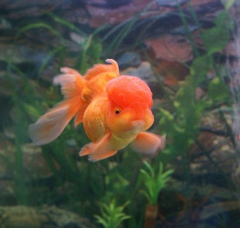 Orange Fish, Goldfish, Fish, Orange, Water, Plants