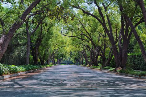 Neighborhood Street. Street in upscale neighborhood covered with arched tree bra , #sponsored, #upscale, #neighborhood, #Neighborhood, #Street, #tree #ad Entry Statement, Neighborhood Background, Neighborhood Street, Background Landscape, New Urbanism, Street Trees, Street Stock, American Houses, Tree Canopy