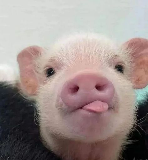 Silly Animal Pictures, Not Pregnant, Cute Piglets, Mini Pigs, Cute Small Animals, Cute Animals Puppies, Very Cute Dogs, Funny Animal Photos