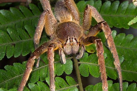 3 Scariest Spiders: Which 8-Legged Beasts to Watch Out For! | Live Science Wandering Spider, Brazilian Wandering Spider, Redback Spider, Dangerous Spiders, Poisonous Animals, Funnel Web Spider, Poisonous Spiders, Recluse Spider, Spider Venom