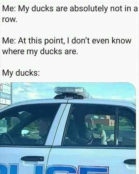 Duck Memes, Ducks In A Row, Demotivational Posters, Police Car, Funny Animal Memes, Animal Memes, Bones Funny, Calgary, Ducks